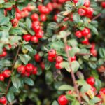 5 Cotoneaster perfectos en seto