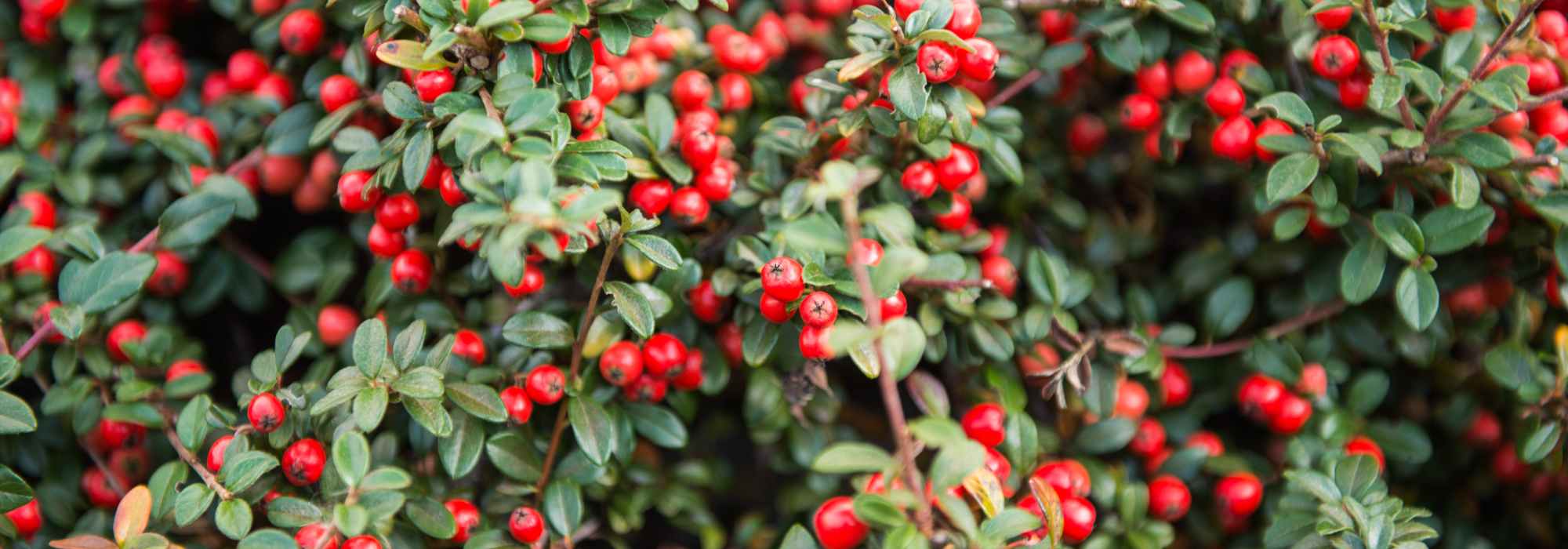 5 Cotoneaster perfectos en seto