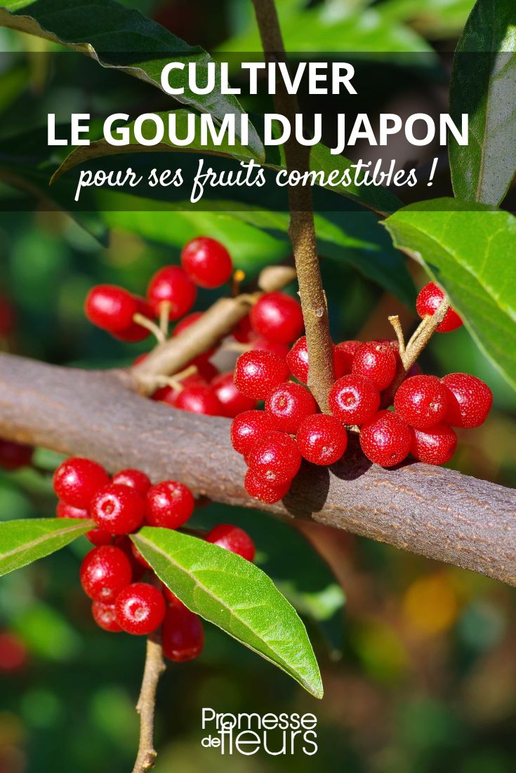 bayas de Eleagnus multiflora