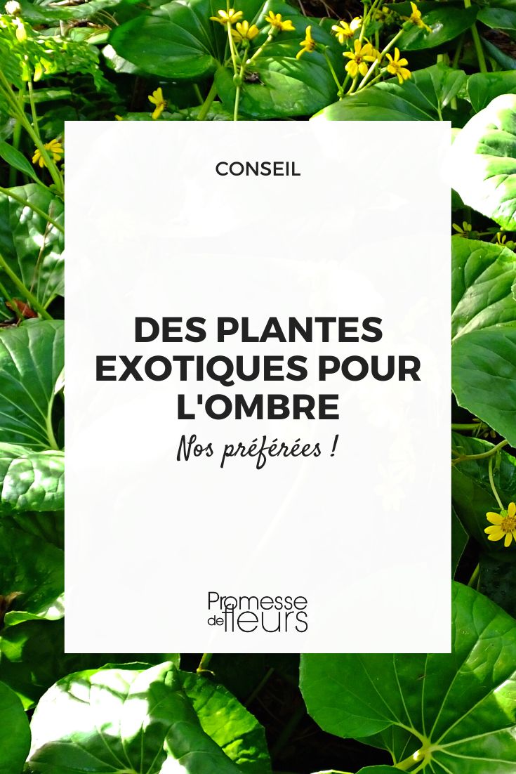 plantas exóticas
