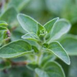 7 variedades de orégano para descubrir