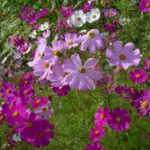 ¡Mantén la sonrisa: las <strong>Floración tardía</strong> espantan el blues del final del verano!