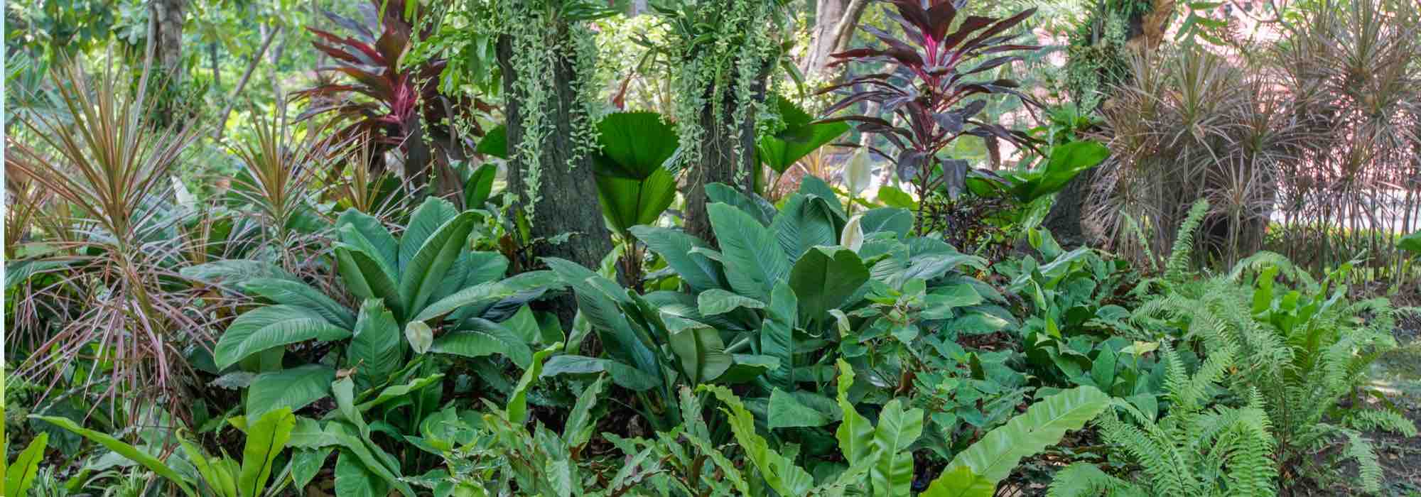 ¿Cómo crear un ambiente tropical en un Pequeños jardines?