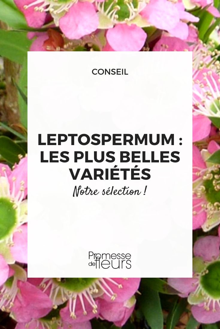 Mirto de Nueva Zelanda, nuestra selección