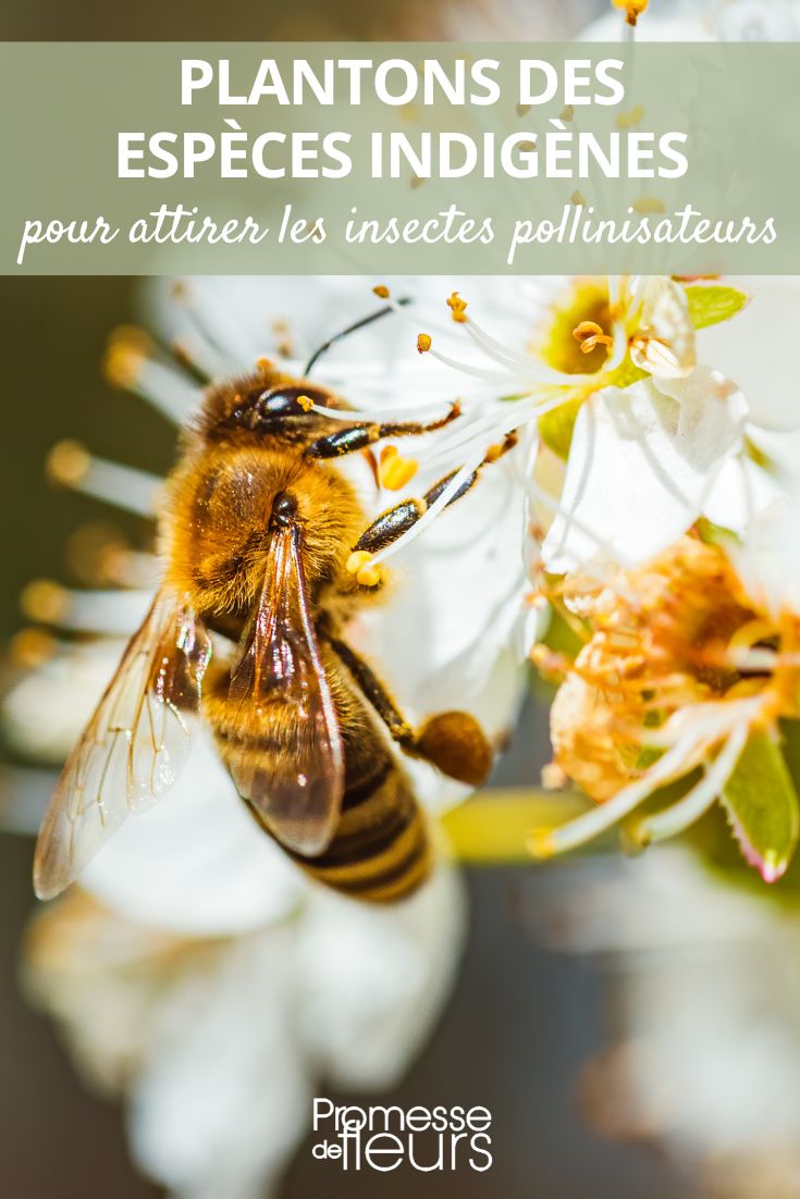 especies vegetales locales