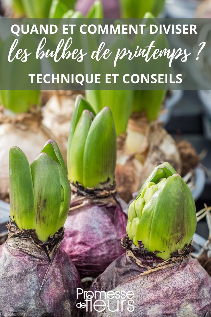 división de bulbos de primavera