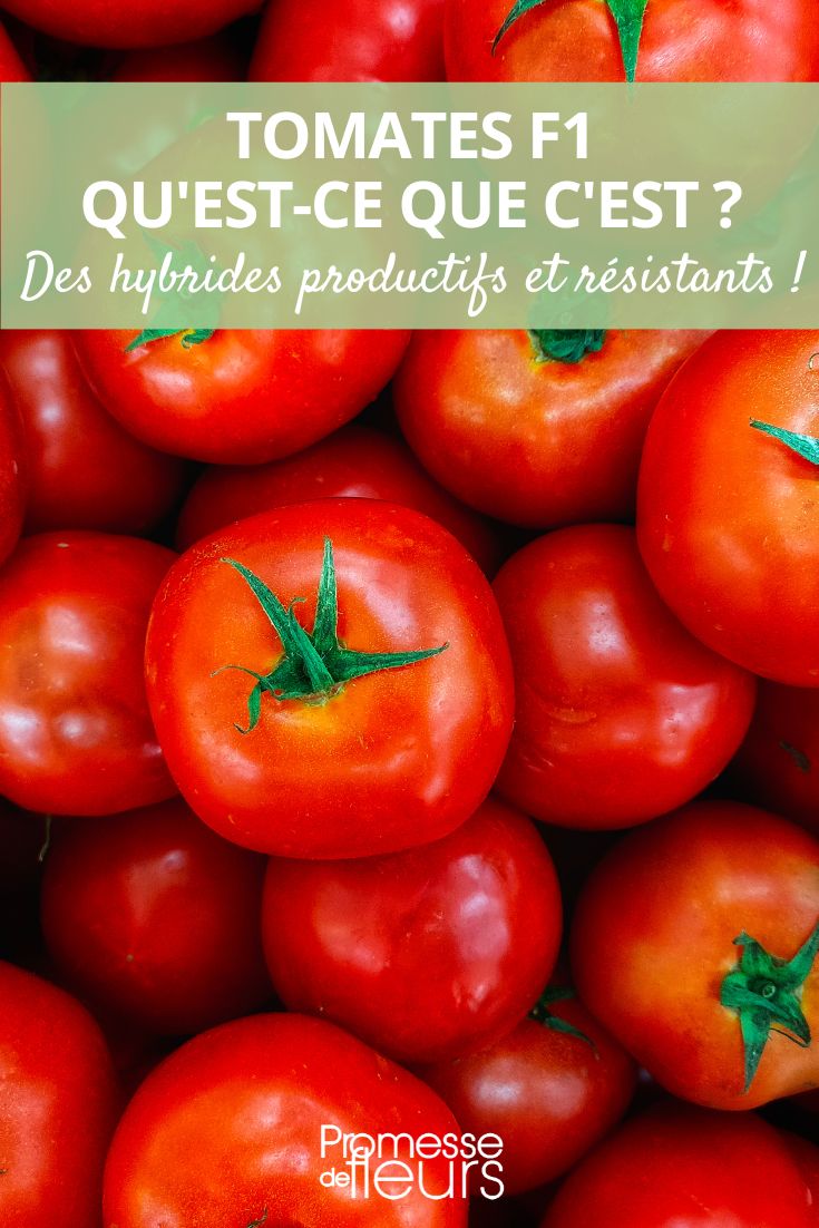 tomates híbridas F1