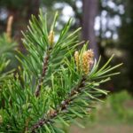 ¿Cómo recolectar y usar las yemas de pino?