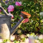 ¿Mi planta está sedienta o está demasiado regada?