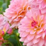 Cultivar bulbos de verano en macetas