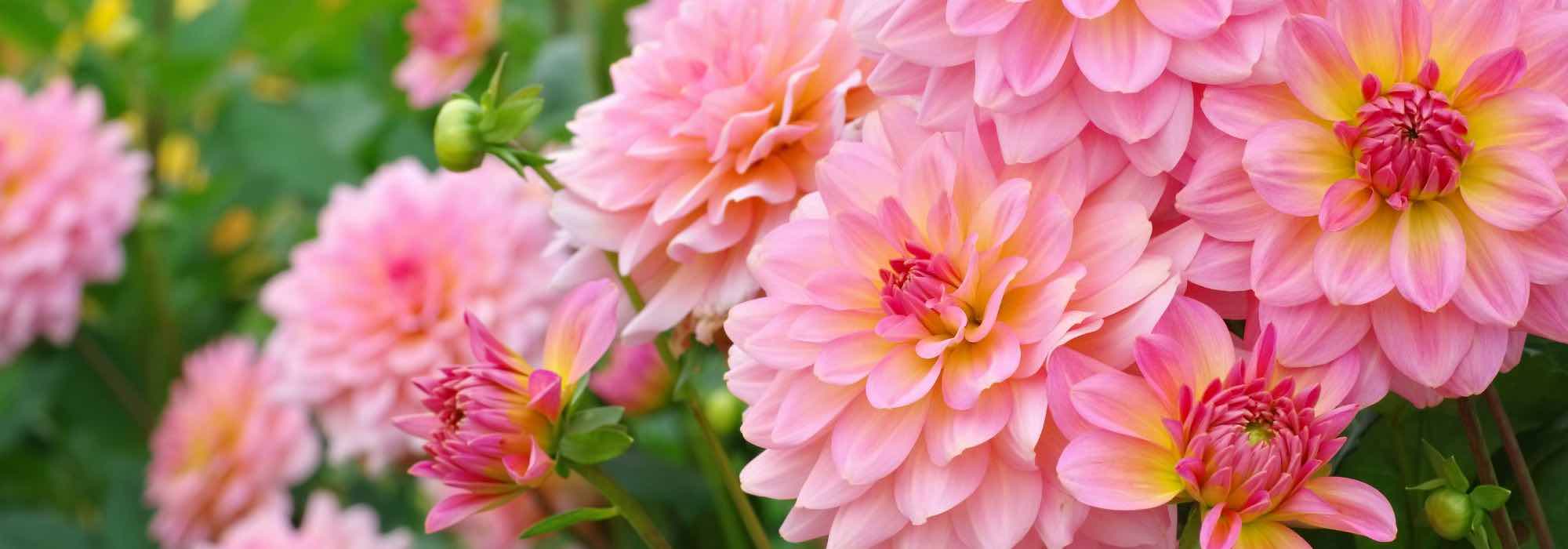 Cultivar bulbos de verano en macetas