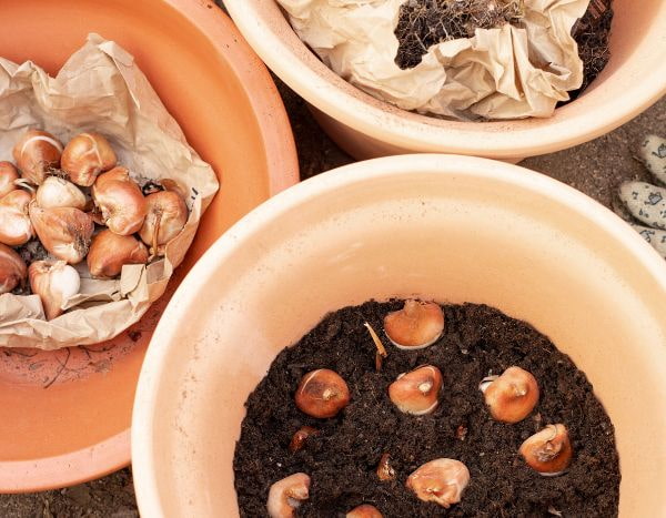 ¿Cuándo y cómo dividir los bulbos de primavera?