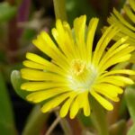 Elige un Delosperma