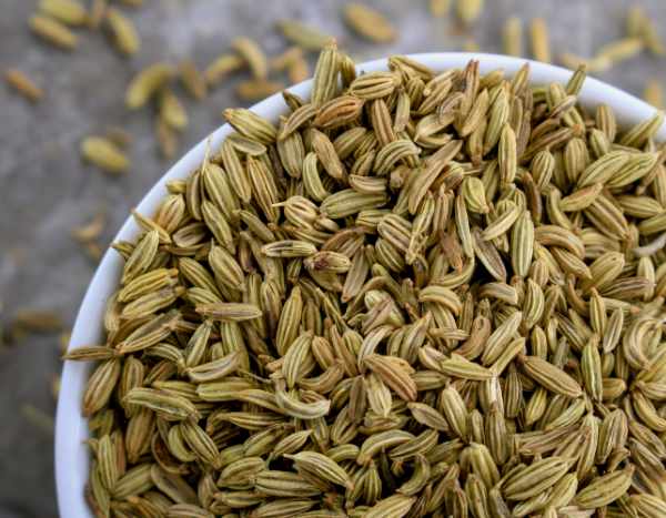 ¿Cómo recolectar y conservar las semillas de Hinojo?