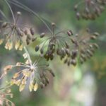 ¿Cómo recolectar y conservar las semillas de eneldo?