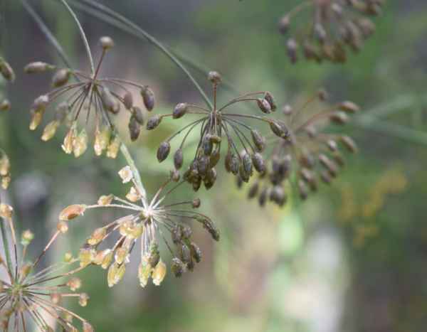 ¿Cómo recolectar y conservar las semillas de eneldo?