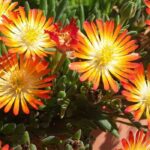 5 Delosperma con flores naranjas o amarillas