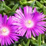 6 Delosperma con flores rosas