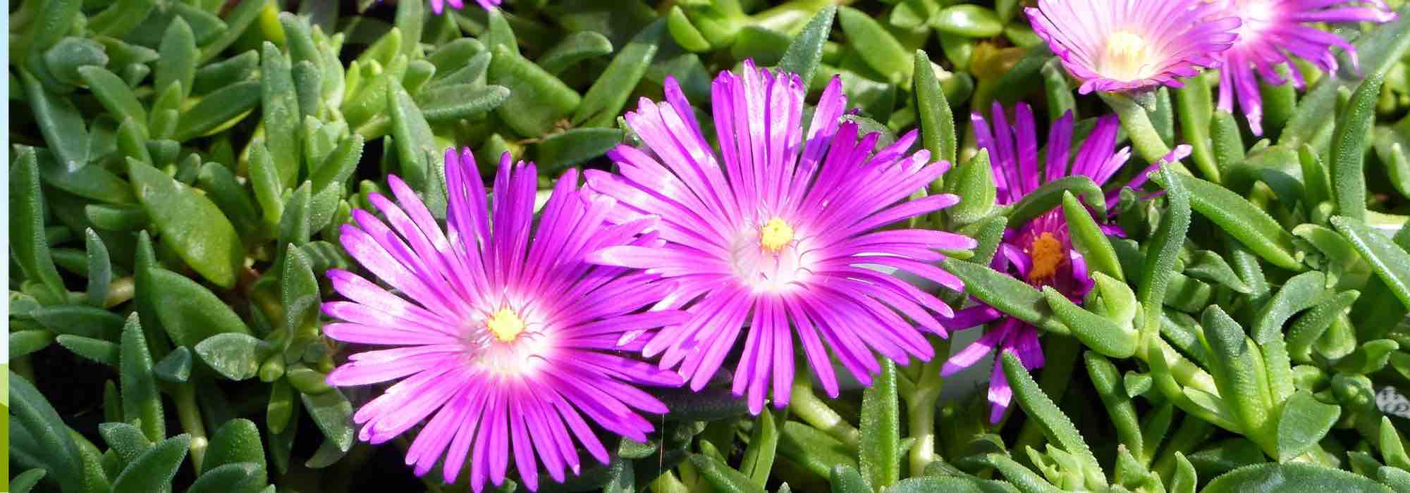 6 Delosperma con flores rosas