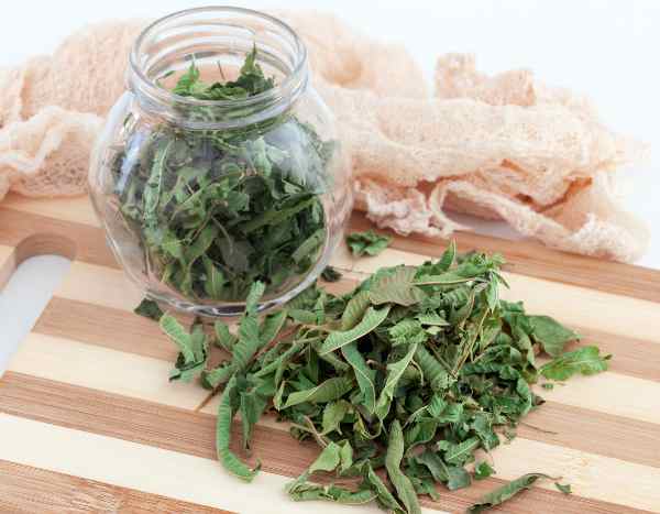 ¿Cómo secar y conservar la Hierba Luisa?