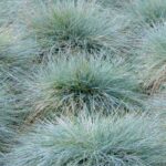 Usa y combina los frondosos azules en el jardín