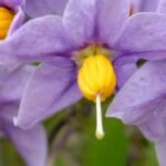 7 plantas trepadoras para suelo ácido