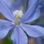 7 plantas trepadoras para suelo calizo