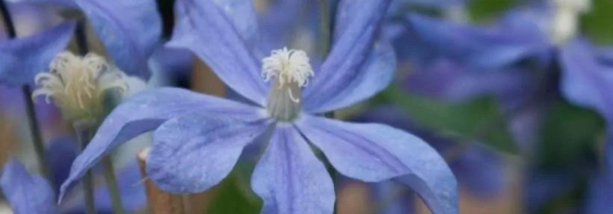 7 plantas trepadoras para suelo calizo