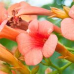 6 plantas trepadoras ideales para dar sombra a una terraza