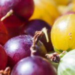 Cómo elegir tu grosella espinosa