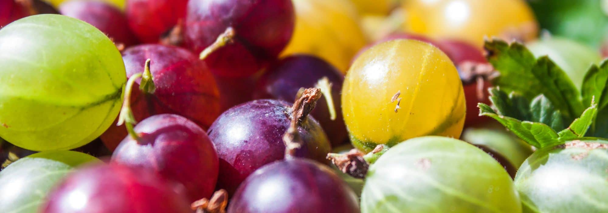 Cómo elegir tu grosella espinosa