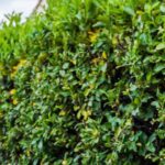 Seto de laurel: elección de la variedad, plantación y mantenimiento