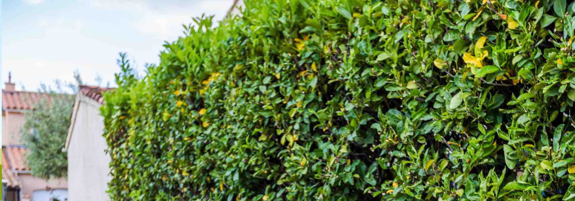 Seto de laurel: elección de la variedad, plantación y mantenimiento