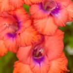 7 Gladiolos de flores multicolores