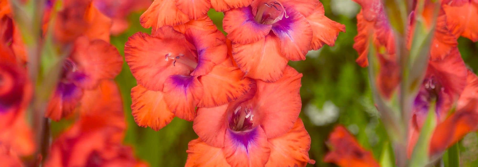 7 Gladiolos de flores multicolores