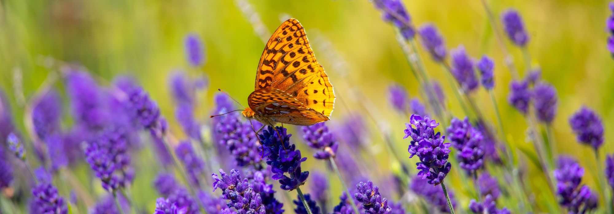 ¿Cómo crear un jardín de lavandas?