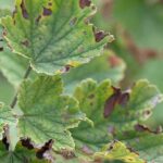 Enfermedades y parásitos del arándano azul