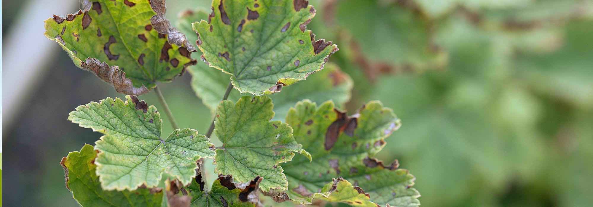 Enfermedades y parásitos del arándano azul