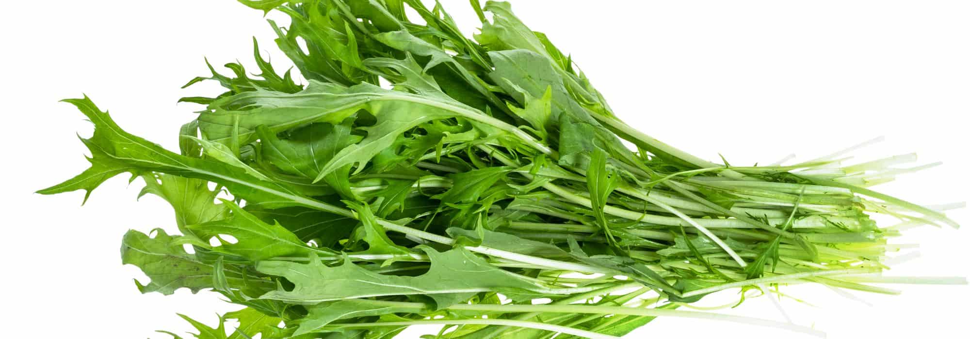 ¿Cómo lograr el cultivo de la mizuna?