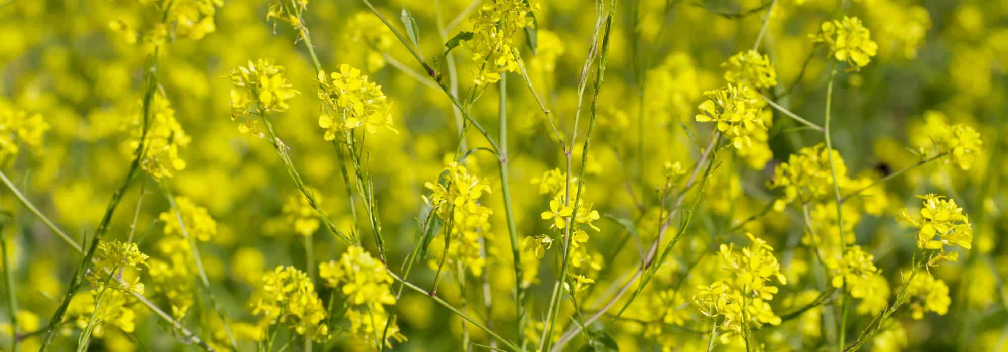 ¿Cómo lograr el cultivo de la Mostaza india?