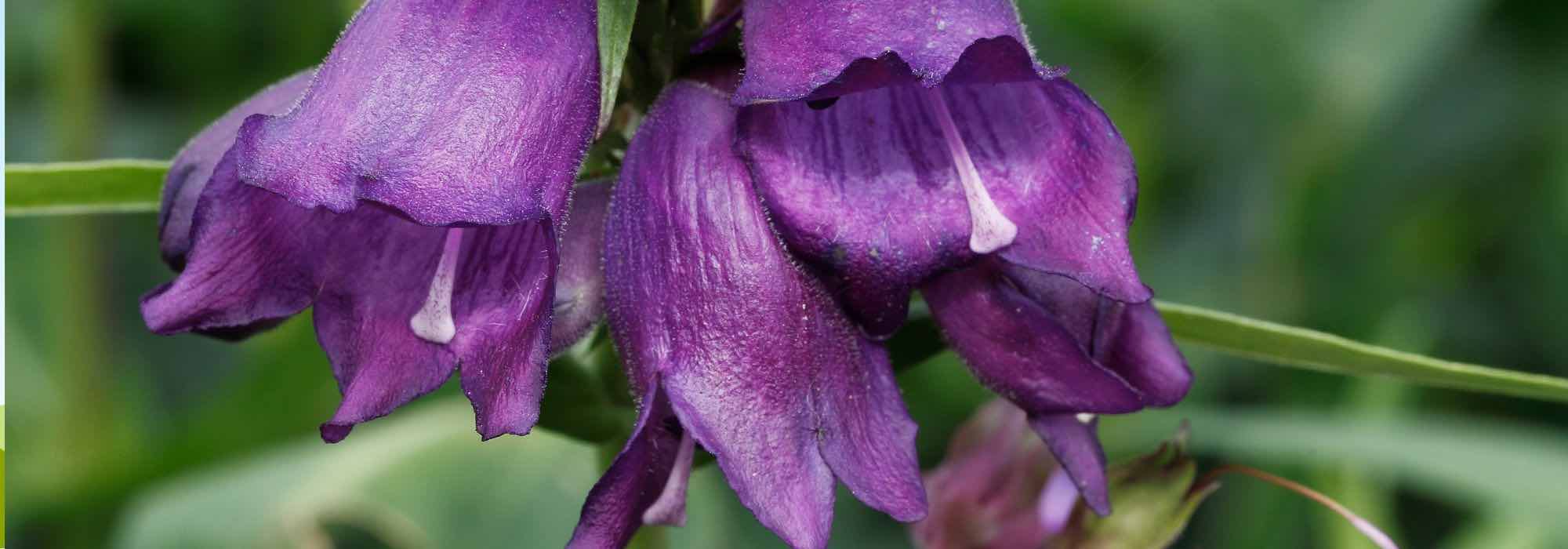 5 campanitas de flores violetas o malvas