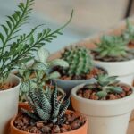 Pequeñas plantas de interior para espacios reducidos