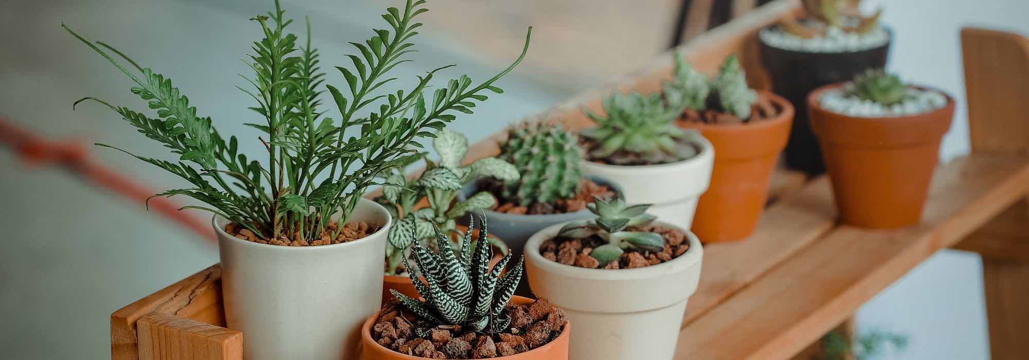 Pequeñas plantas de interior para espacios reducidos