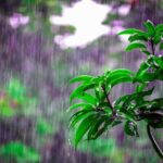 ¿Petrichor, dices? Pero… ¿qué es eso?