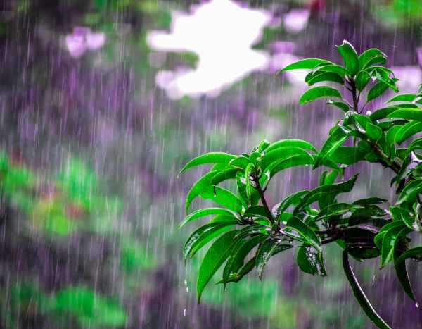 ¿Petrichor, dices? Pero… ¿qué es eso?