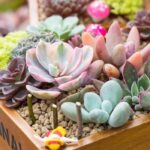 Las plantas de interior perfectas para regalar