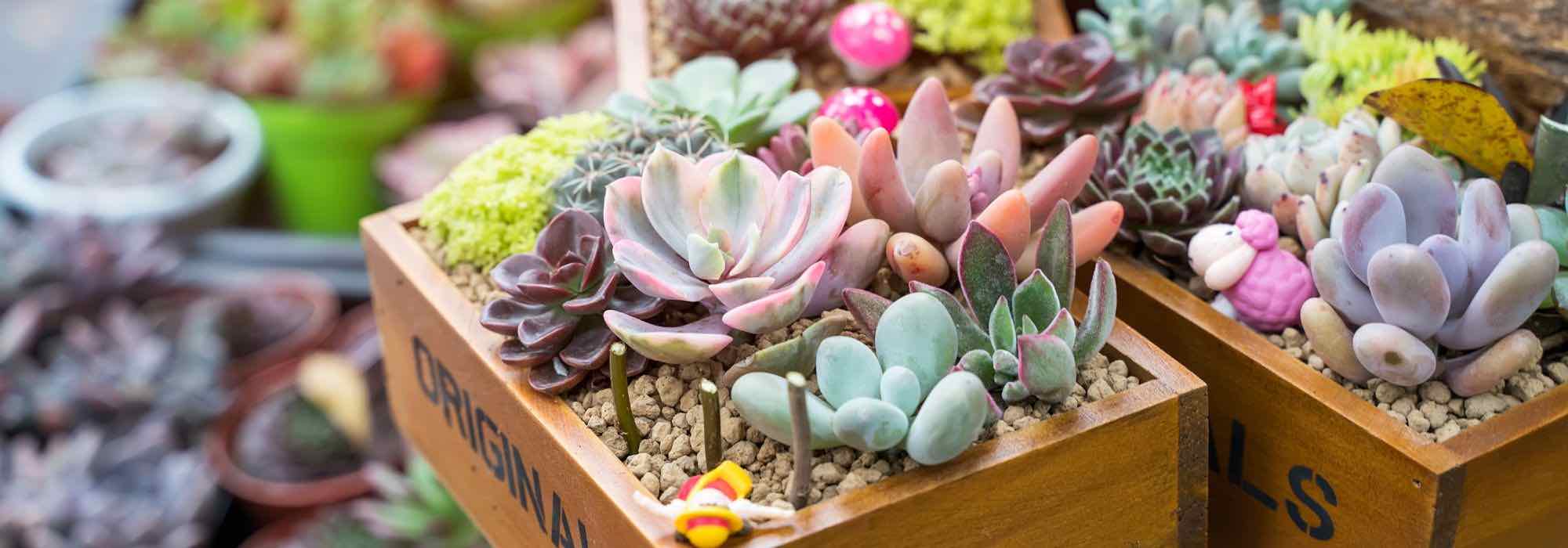 Las plantas de interior perfectas para regalar