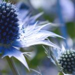 Plantas de raíces pivotantes: ¿cómo y dónde plantarlas?