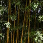 Plantas de <strong>raíces rastreras</strong>: ¿cómo y dónde plantarlas?