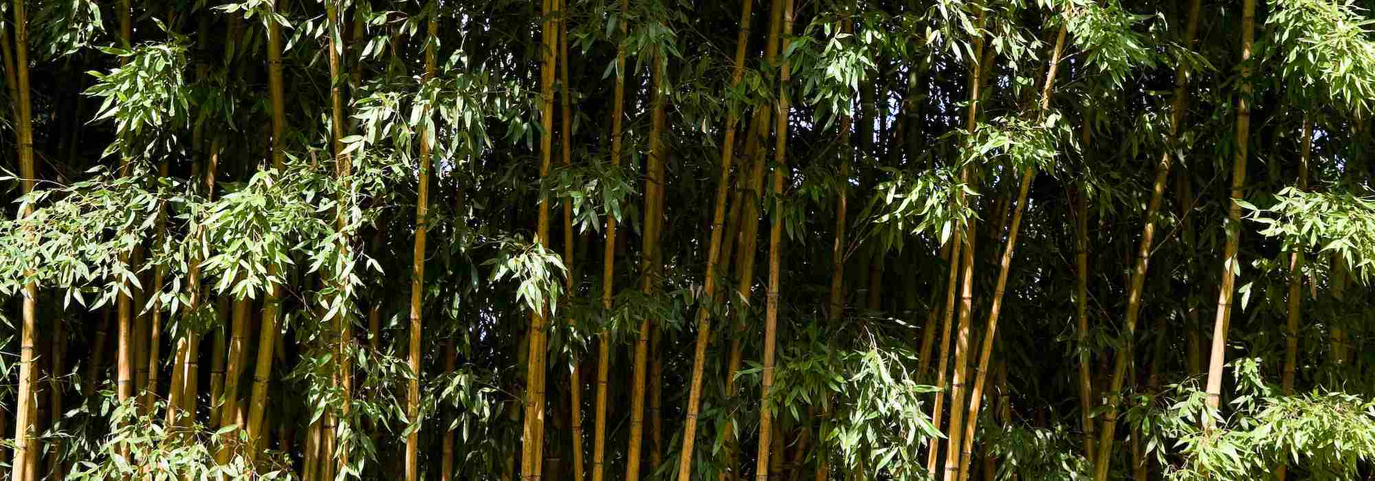 Plantas de <strong>raíces rastreras</strong>: ¿cómo y dónde plantarlas?